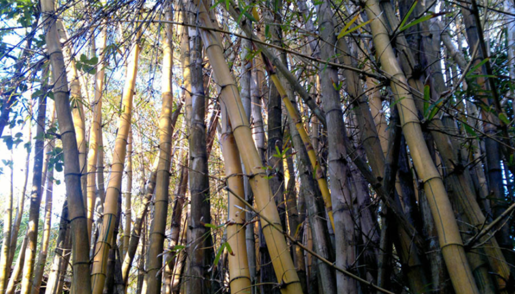 Bamboo The worthy alternative to rapidly disappearing wood Tessdrive